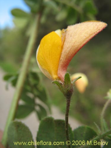 Image of Adesmia sp. #1530 (). Click to enlarge parts of image.