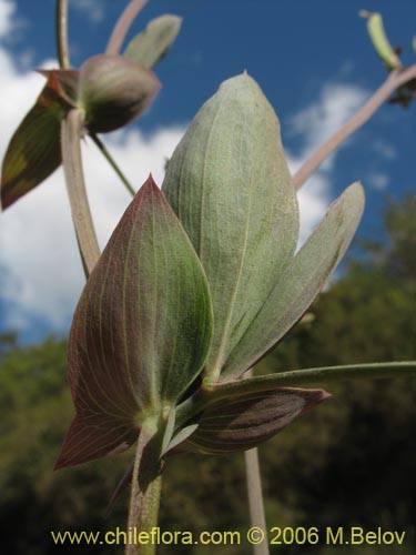 Image of Fabaceae sp. #1860 (). Click to enlarge parts of image.