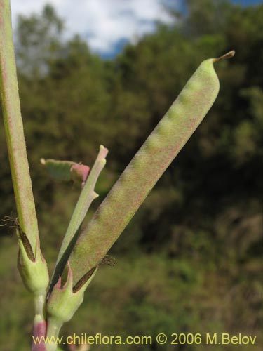 Image of Fabaceae sp. #1860 (). Click to enlarge parts of image.