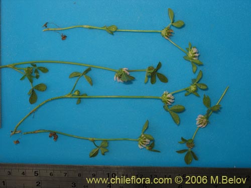 Image of Trifolium glomeratum (Trebol). Click to enlarge parts of image.