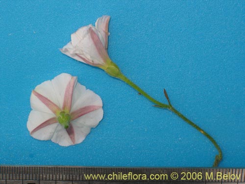 Bild von Convolvulus arvensis (Correvuela). Klicken Sie, um den Ausschnitt zu vergrössern.