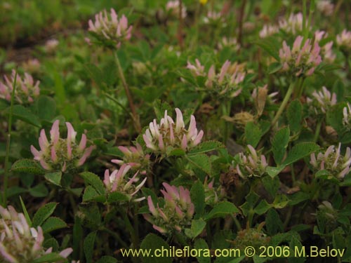 Trifolium glomeratum의 사진