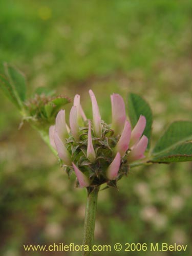 Trifolium glomeratum의 사진