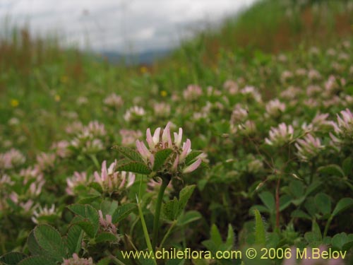 Trifolium glomeratum의 사진