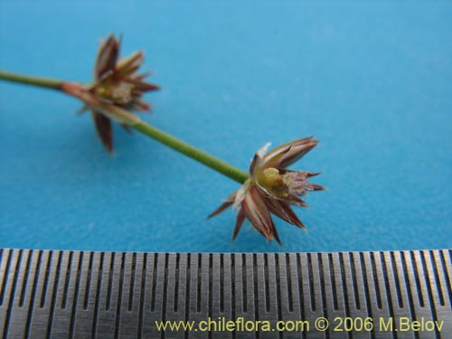 Imágen de Poaceae sp. #1868 (). Haga un clic para aumentar parte de imágen.