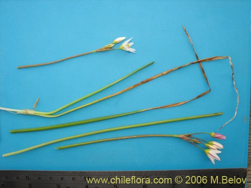 Image of Nordoscordum sp.  #1266 (). Click to enlarge parts of image.