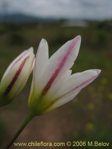 Image of Nordoscordum sp.  #1266 (). Click to enlarge parts of image.