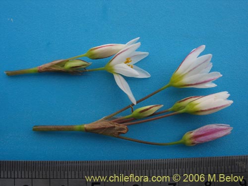 Image of Nordoscordum sp.  #1266 (). Click to enlarge parts of image.