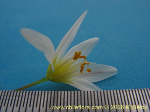 Image of Nordoscordum sp.  #1266 (). Click to enlarge parts of image.