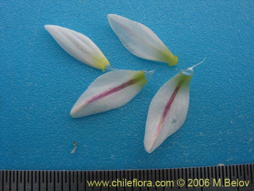 Image of Nordoscordum sp.  #1266 (). Click to enlarge parts of image.