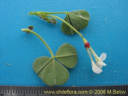 Image of Fabaceae sp. #1863 (). Click to enlarge parts of image.