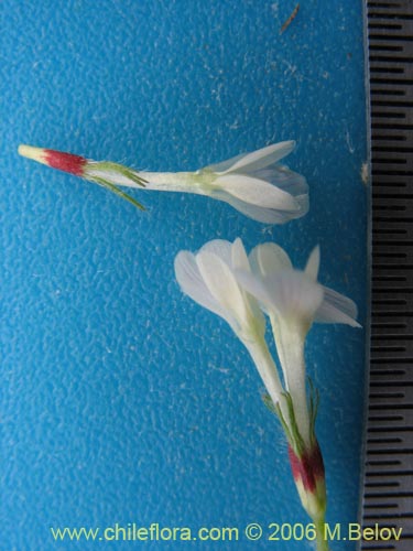 Image of Fabaceae sp. #1863 (). Click to enlarge parts of image.