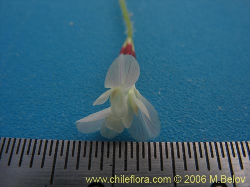 Image of Fabaceae sp. #1863 (). Click to enlarge parts of image.