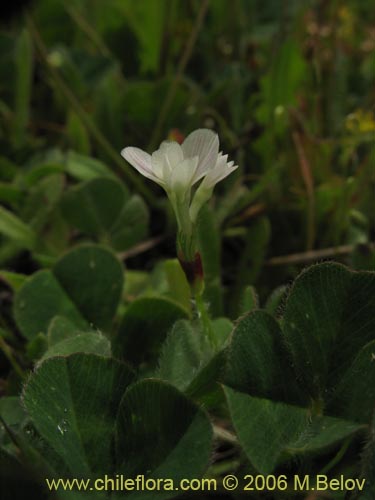 Image of Fabaceae sp. #1863 (). Click to enlarge parts of image.