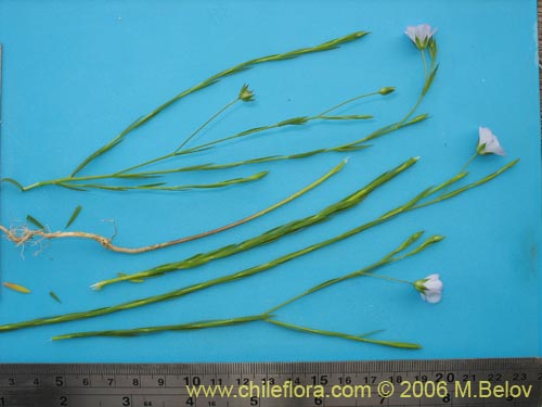Image of Linum bienne (Lino silvestre). Click to enlarge parts of image.