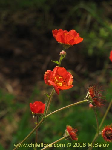 Geum magellanicum의 사진