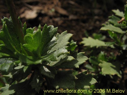 Image of Haplopappus sp. #1532 (). Click to enlarge parts of image.