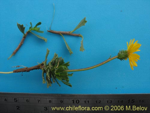 Image of Haplopappus sp. #1532 (). Click to enlarge parts of image.