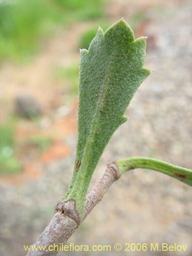 Image of Haplopappus sp. #1532 (). Click to enlarge parts of image.