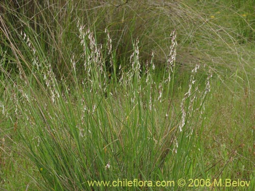 Bild von Melica sp. #1533 (). Klicken Sie, um den Ausschnitt zu vergrössern.