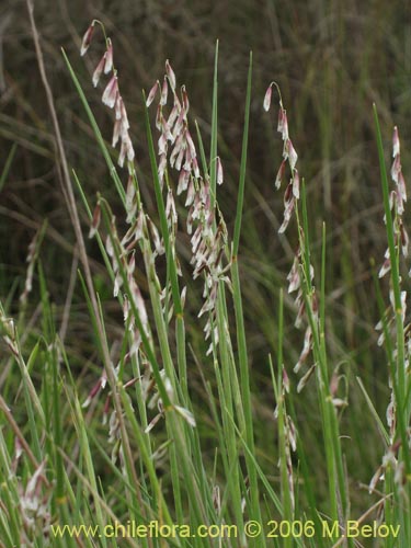 Bild von Melica sp. #1533 (). Klicken Sie, um den Ausschnitt zu vergrössern.