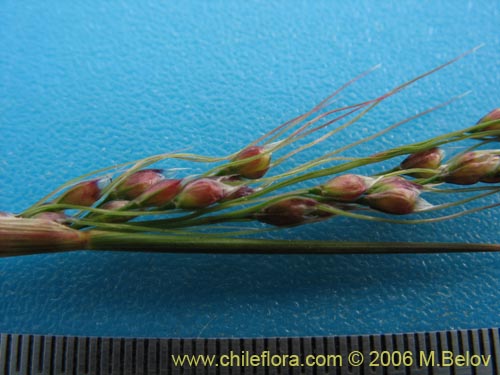 Poaceae sp. #1898의 사진
