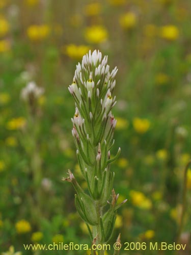 未確認の植物種 sp. #2334の写真