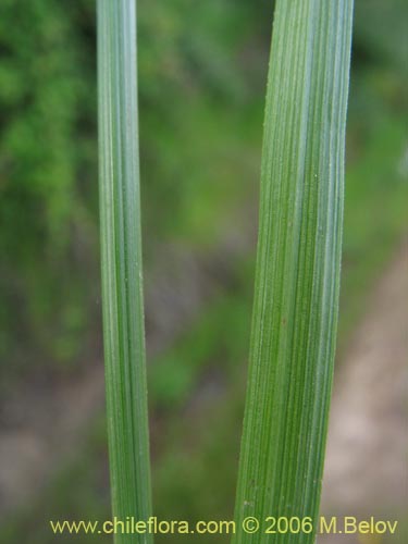 Image of Carex sp. #1861 (). Click to enlarge parts of image.