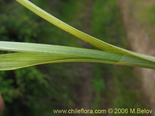 Image of Carex sp. #1861 (). Click to enlarge parts of image.
