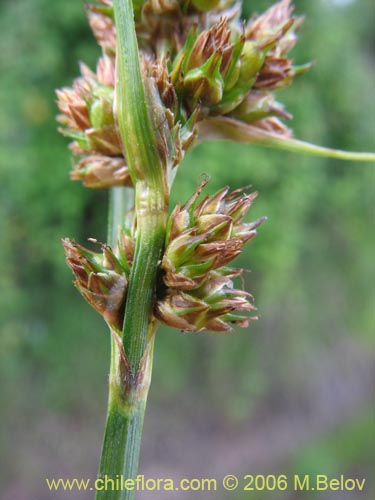 Image of Carex sp. #1861 (). Click to enlarge parts of image.