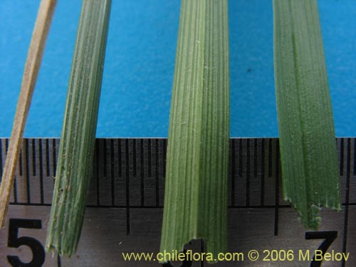 Image of Carex sp. #1861 (). Click to enlarge parts of image.