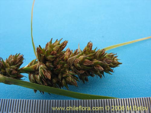Image of Carex sp. #1861 (). Click to enlarge parts of image.
