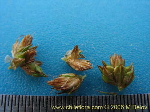 Image of Carex sp. #1861 (). Click to enlarge parts of image.