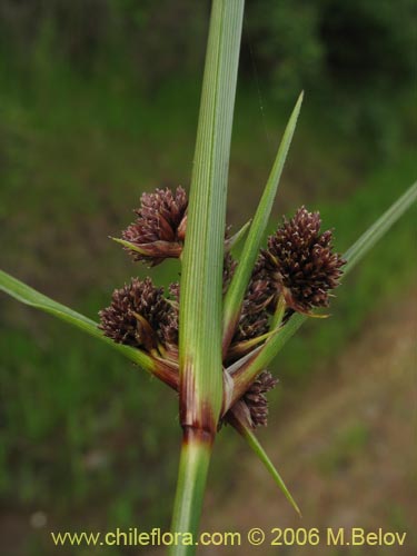 Image of Carex sp. #1531 (). Click to enlarge parts of image.