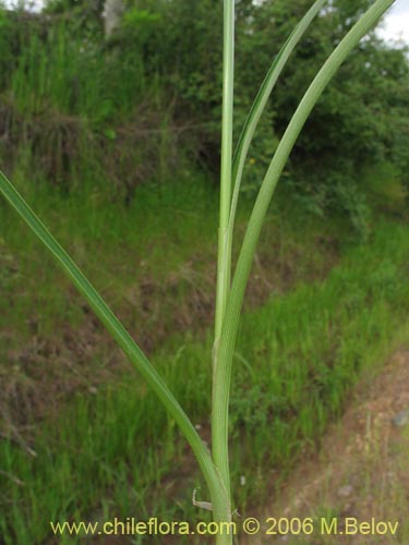 Image of Carex sp. #1531 (). Click to enlarge parts of image.