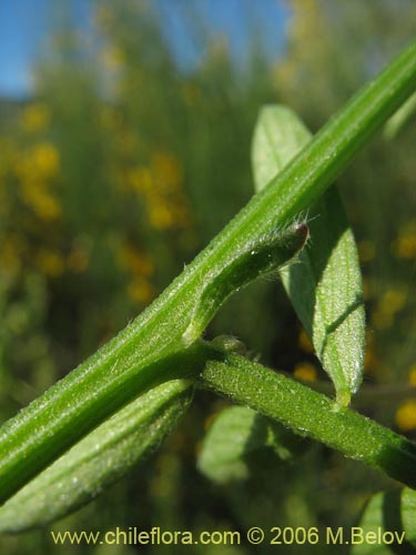 Bild von Vicia sp. #1397 (). Klicken Sie, um den Ausschnitt zu vergrössern.