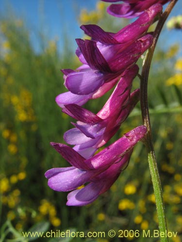 Bild von Vicia sp. #1397 (). Klicken Sie, um den Ausschnitt zu vergrössern.