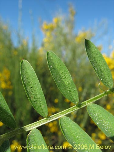Bild von Vicia sp. #1397 (). Klicken Sie, um den Ausschnitt zu vergrössern.