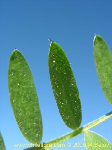 Bild von Vicia sp. #1397 (). Klicken Sie, um den Ausschnitt zu vergrössern.