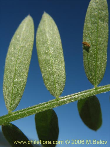 Bild von Vicia sp. #1397 (). Klicken Sie, um den Ausschnitt zu vergrössern.