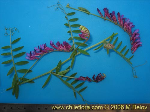 Bild von Vicia sp. #1397 (). Klicken Sie, um den Ausschnitt zu vergrössern.