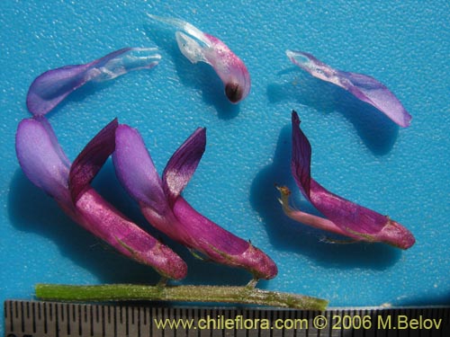 Bild von Vicia sp. #1397 (). Klicken Sie, um den Ausschnitt zu vergrössern.