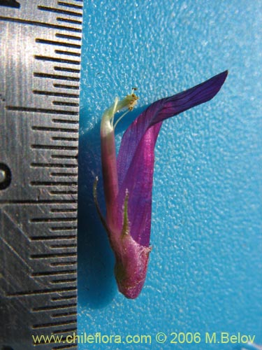 Bild von Vicia sp. #1397 (). Klicken Sie, um den Ausschnitt zu vergrössern.