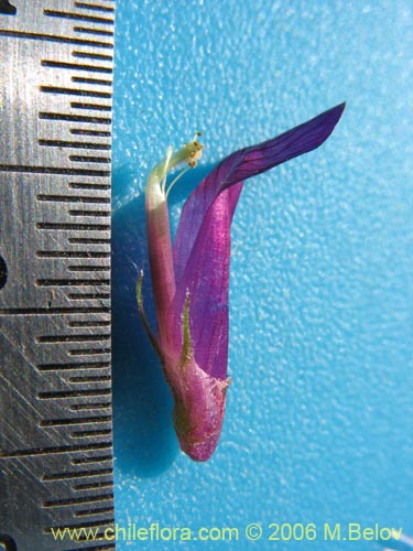 Bild von Vicia sp. #1397 (). Klicken Sie, um den Ausschnitt zu vergrössern.