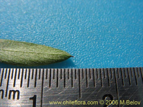 Bild von Vicia sp. #1397 (). Klicken Sie, um den Ausschnitt zu vergrössern.