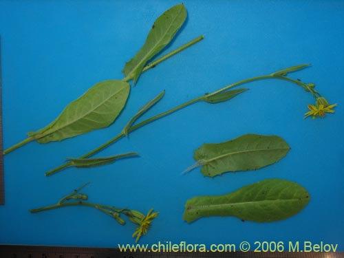 Bild von Asteraceae sp. #1865 (). Klicken Sie, um den Ausschnitt zu vergrössern.