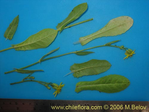 Bild von Asteraceae sp. #1865 (). Klicken Sie, um den Ausschnitt zu vergrössern.