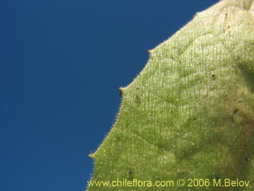 Bild von Asteraceae sp. #1865 (). Klicken Sie, um den Ausschnitt zu vergrössern.