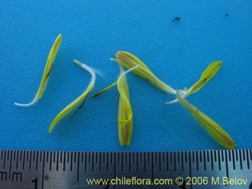 Bild von Asteraceae sp. #1865 (). Klicken Sie, um den Ausschnitt zu vergrössern.