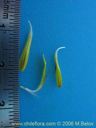 Bild von Asteraceae sp. #1865 (). Klicken Sie, um den Ausschnitt zu vergrössern.